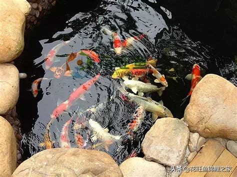 養錦鯉風水|風水大師揭秘：家中養錦鯉，必須注意的風水大忌！